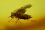 Two Fossil Flies (Diptera) In Baltic Amber #170055-3